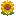 🌻