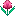 🌷